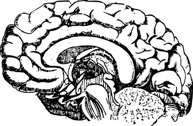 Black-and-white sagittal illustration of the brain.